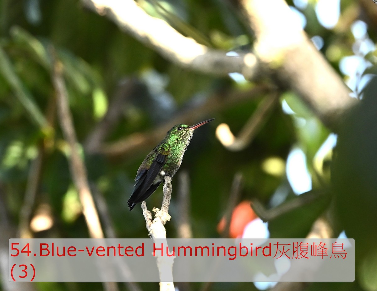 Blue-vented Hummingbird - ML643474098
