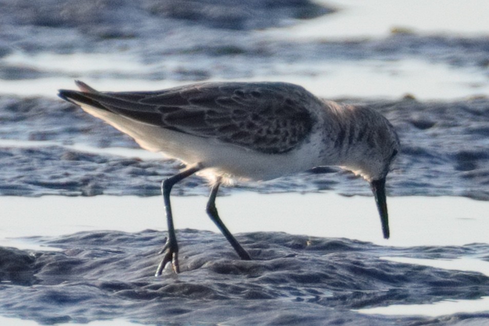 Semipalmated Sandpiper - ML643474099