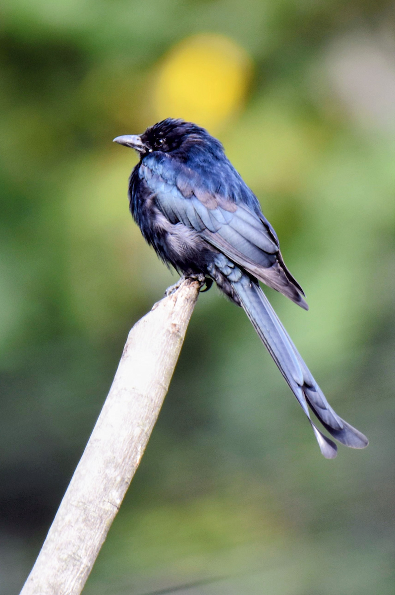Königsdrongo - ML643474106