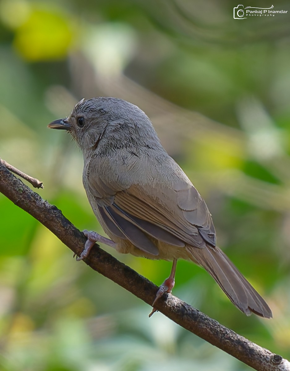 Brown-cheeked Fulvetta - ML643474117