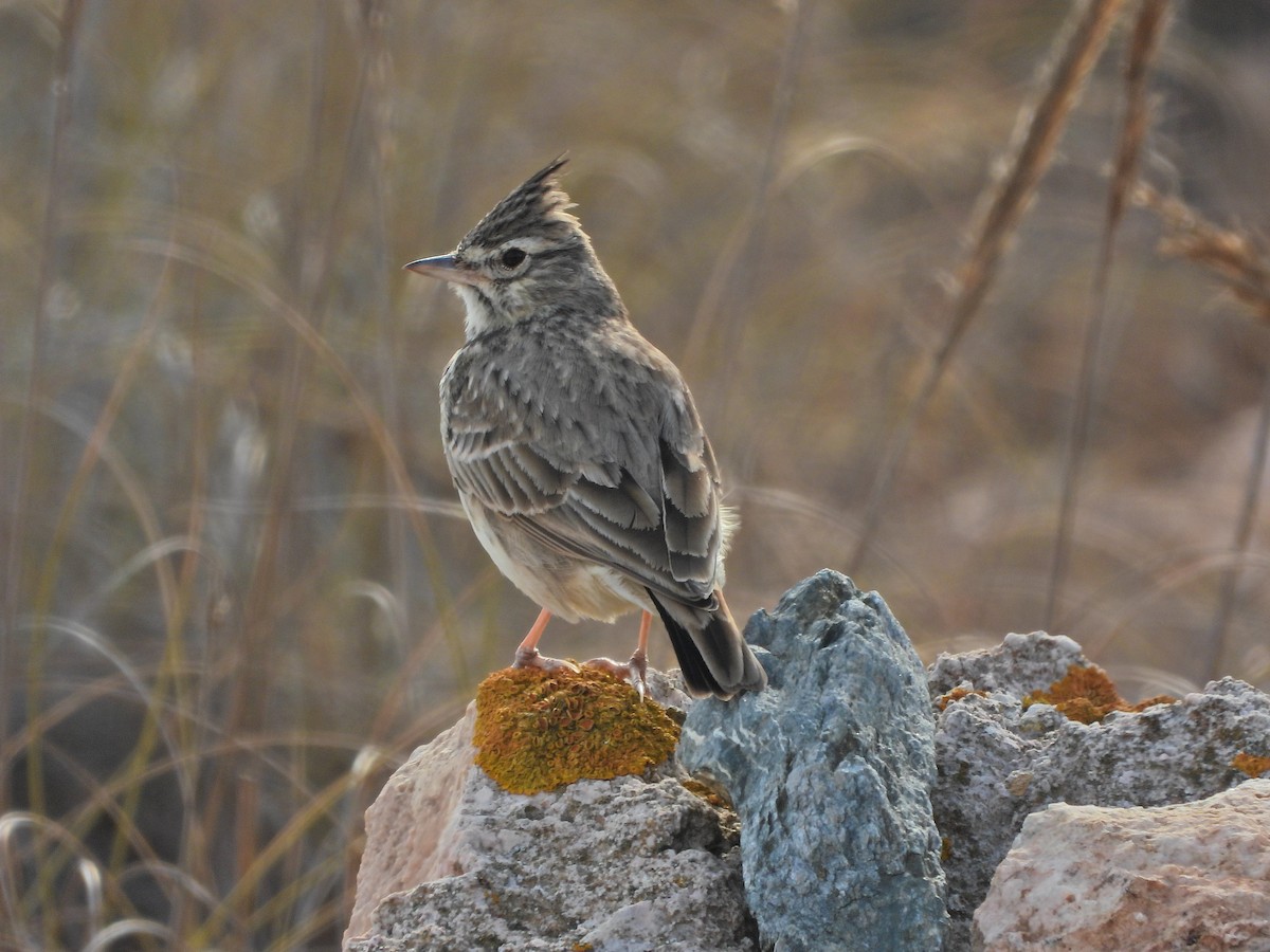 Thekla's Lark - ML643474134