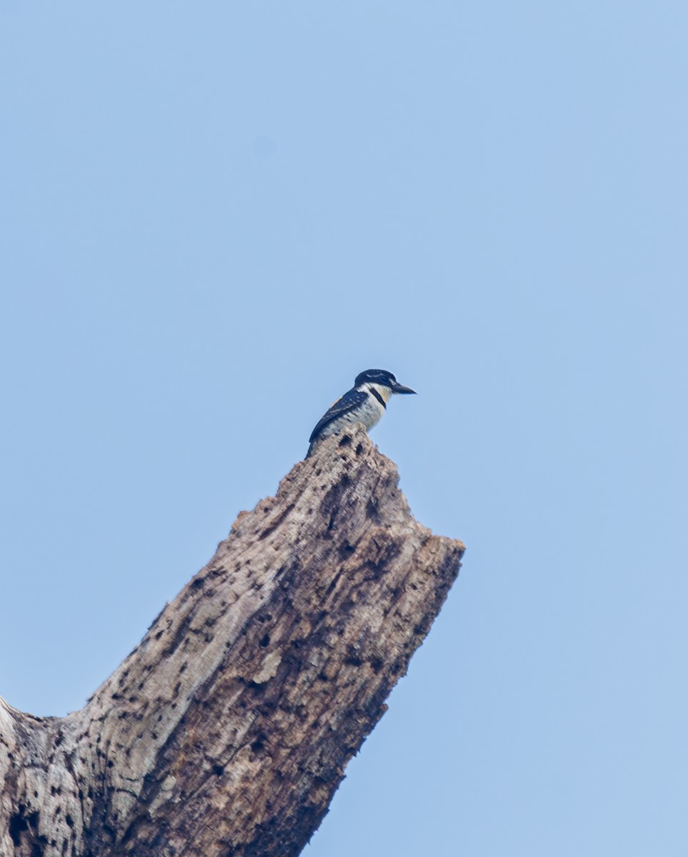 Pied Puffbird - ML643474139