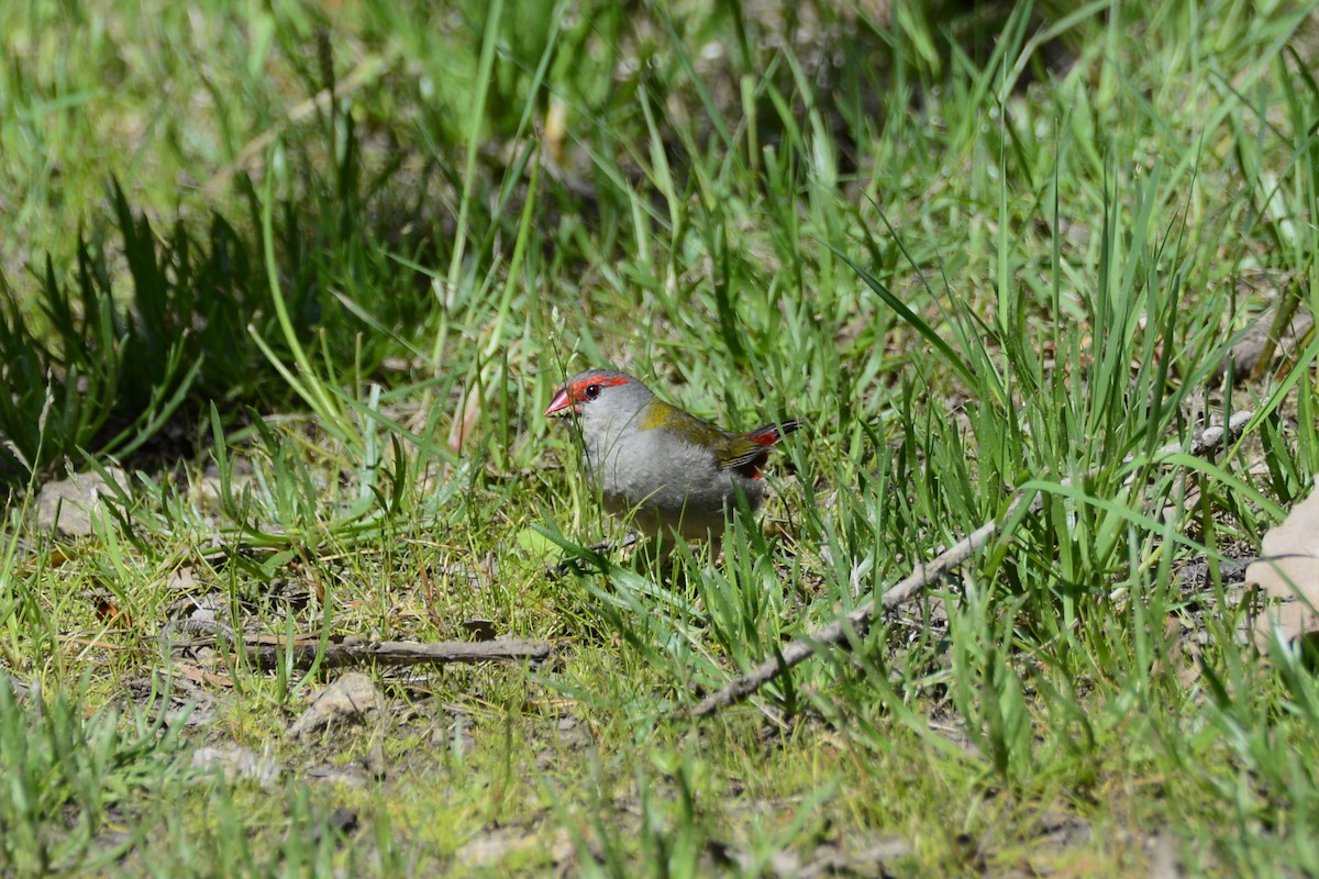 Red-browed Firetail - ML643474147