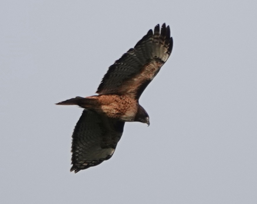 Buse à queue rousse (calurus/alascensis) - ML643474172