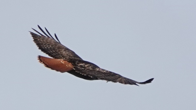 Buse à queue rousse (calurus/alascensis) - ML643474173