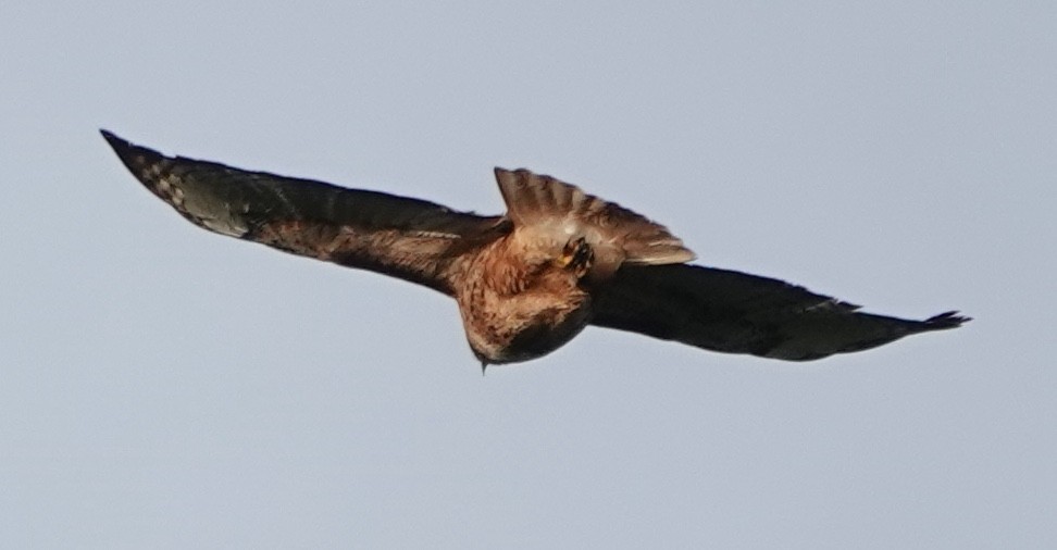 Buse à queue rousse (calurus/alascensis) - ML643474175