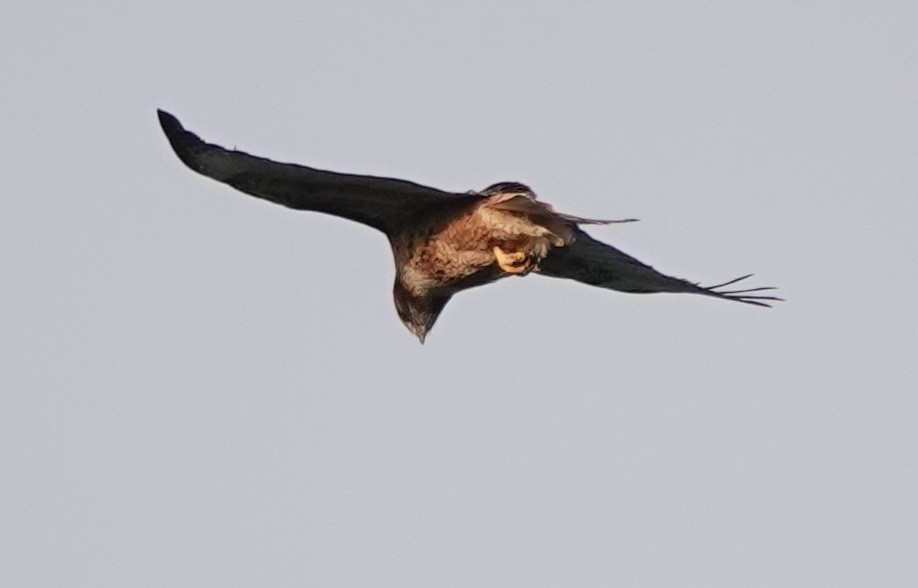 Buse à queue rousse (calurus/alascensis) - ML643474176