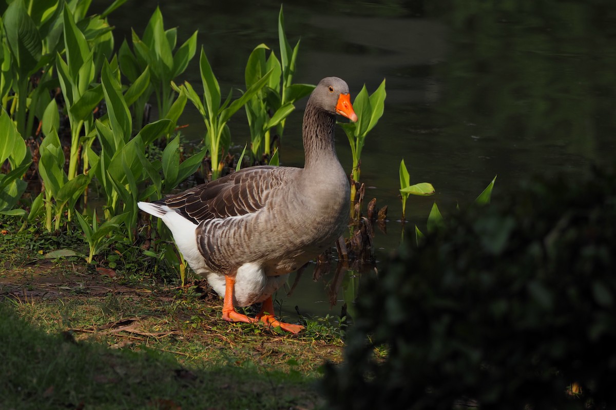Graylag Goose (Domestic type) - ML643474184