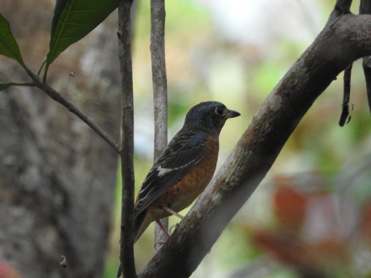 White-throated Rock-Thrush - ML643474186