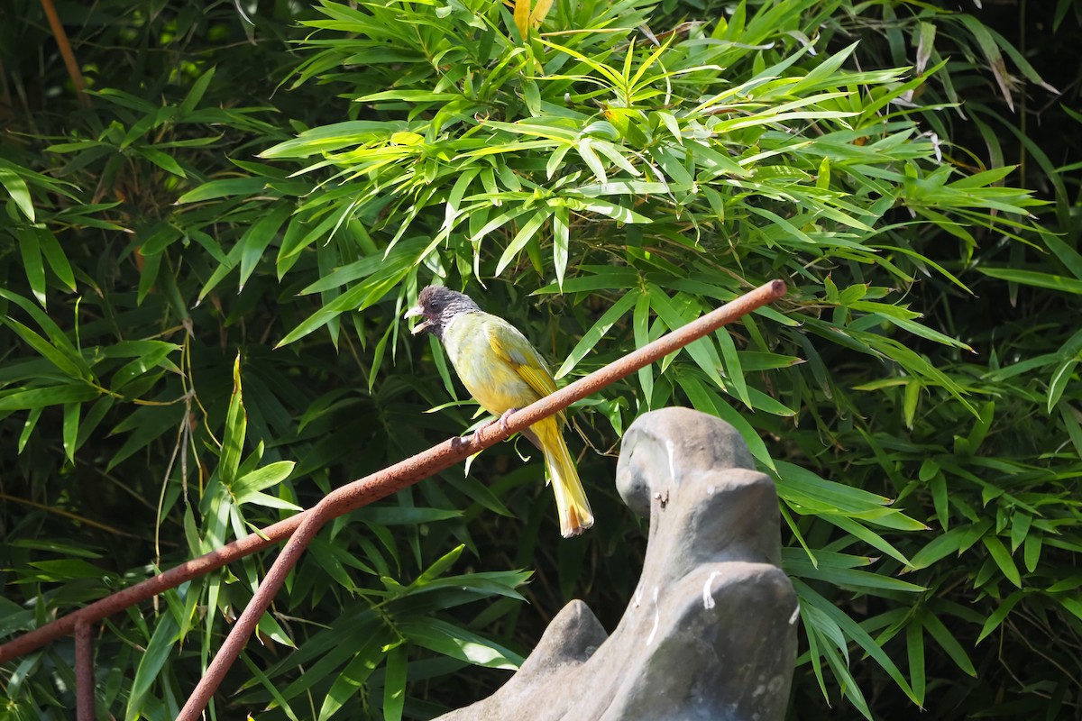 白環鸚嘴鵯 - ML643474188