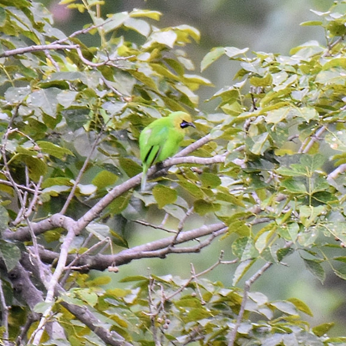 Jerdon's Leafbird - ML643474237