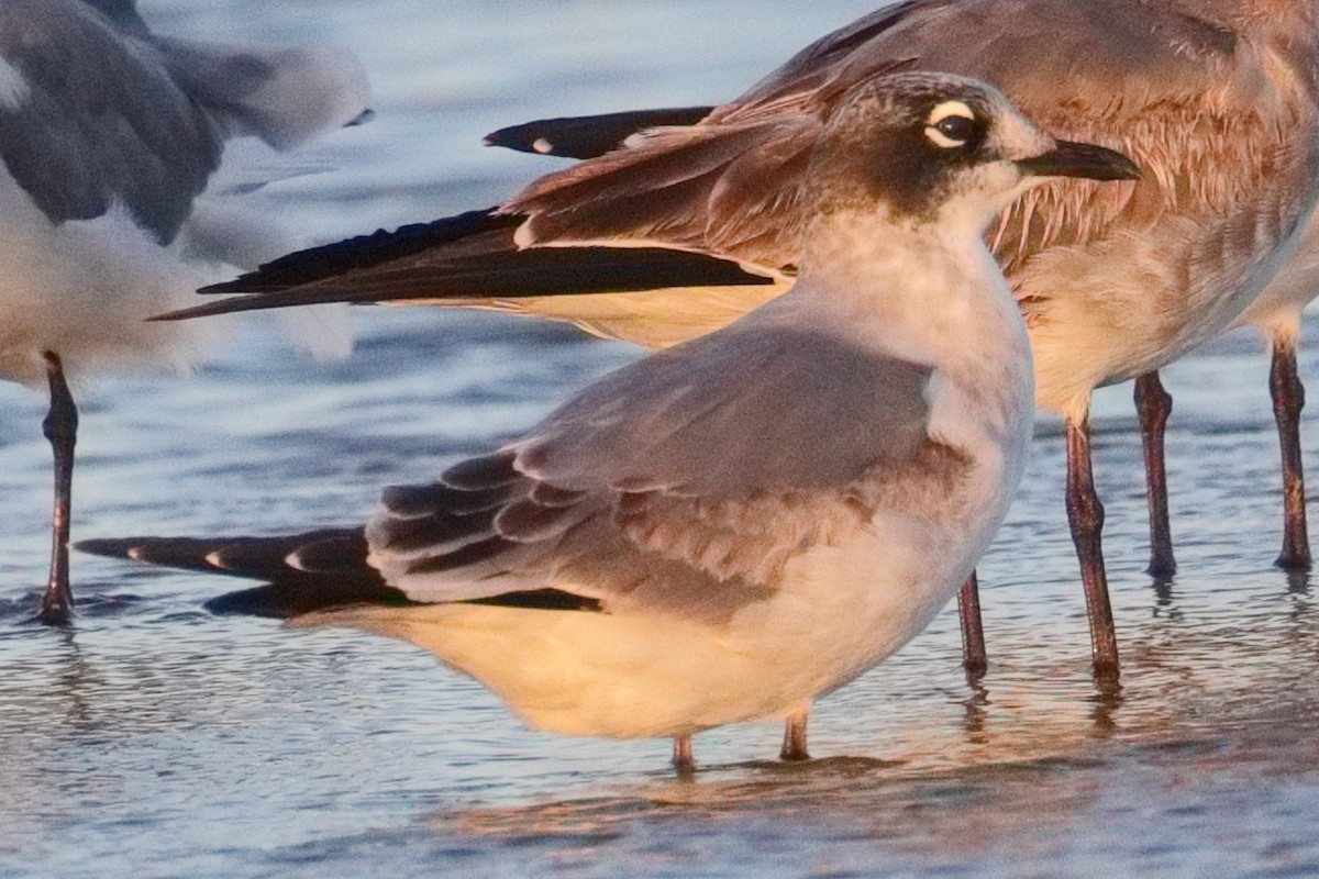 Franklin's Gull - ML643474240