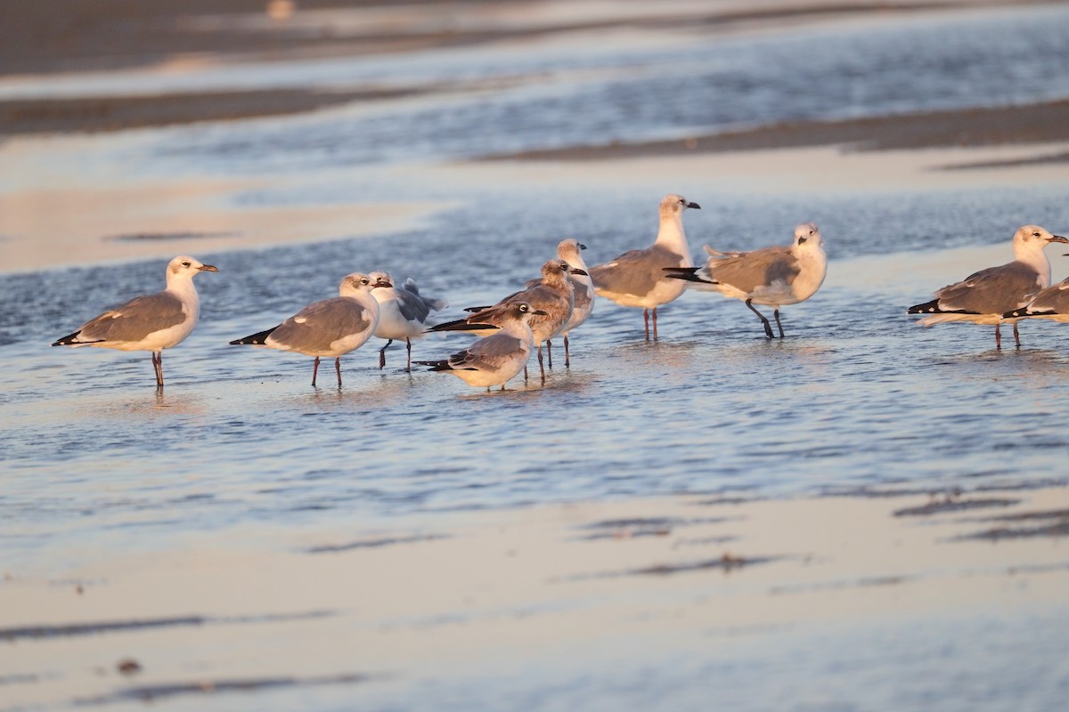 Laughing Gull - ML643474242