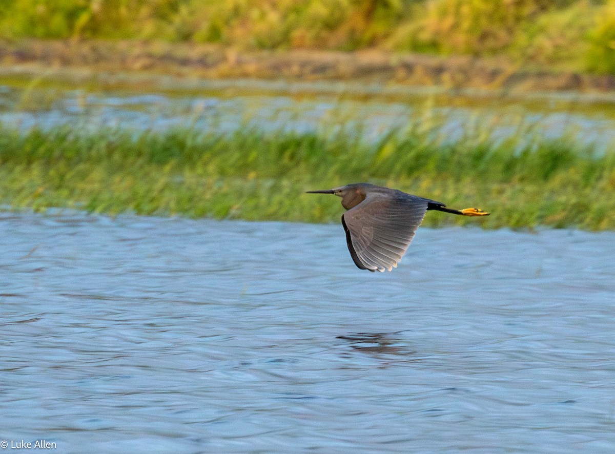 Black Heron - ML643474245