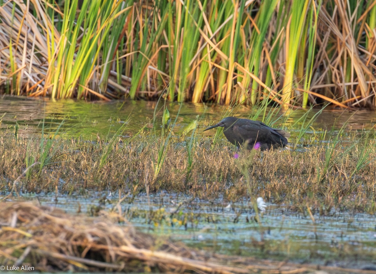 Black Heron - ML643474247
