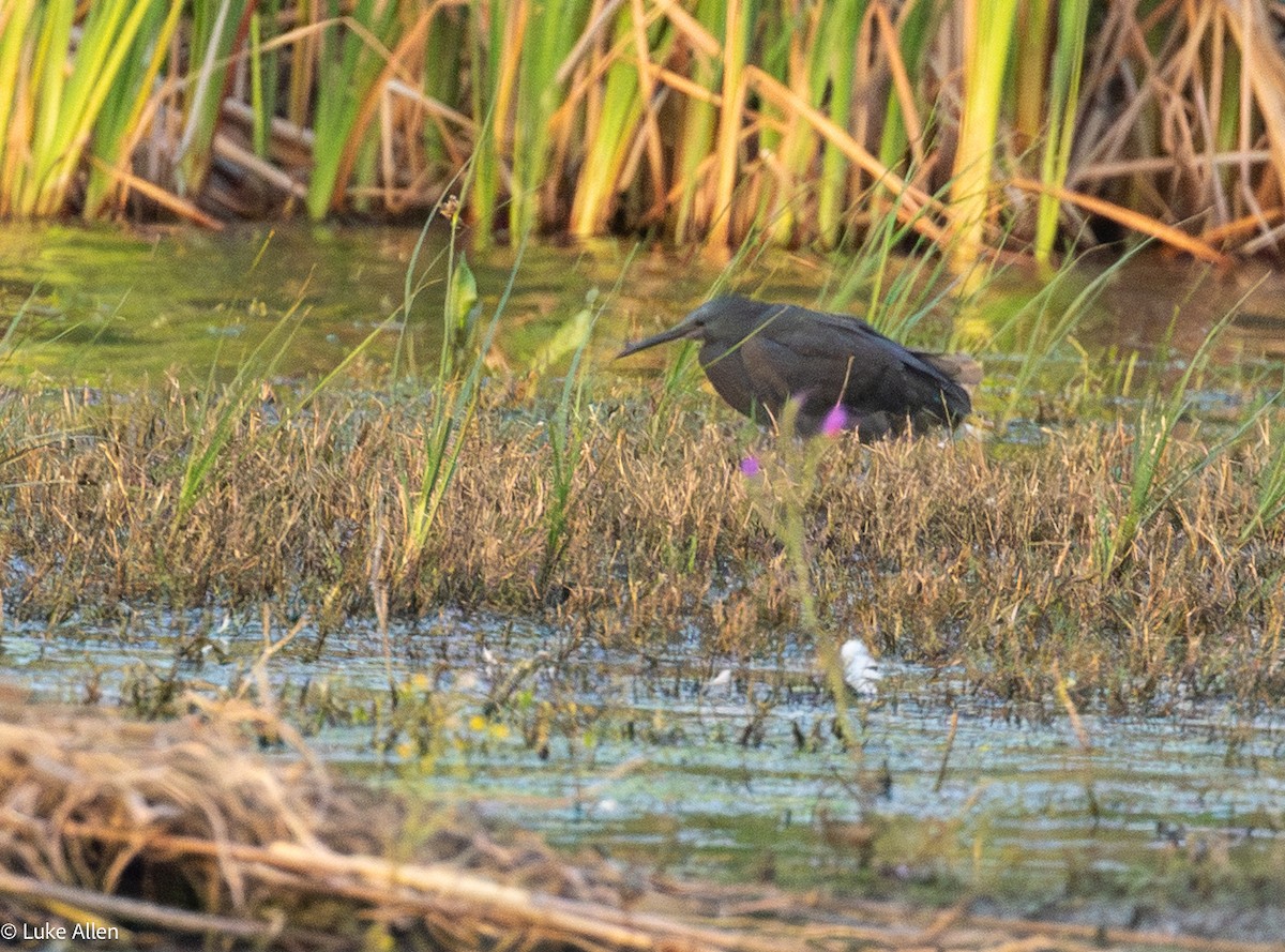 Black Heron - ML643474251