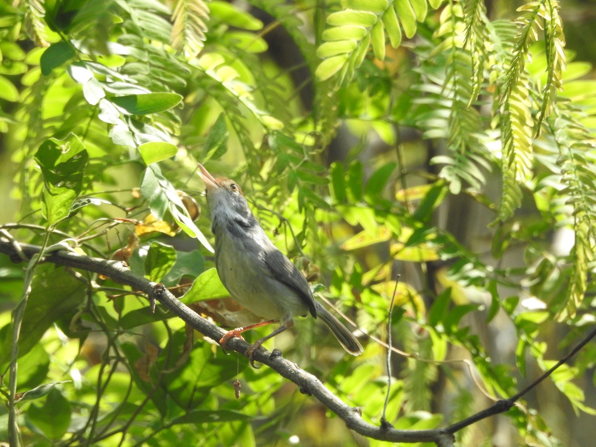Common Tailorbird - ML643474252