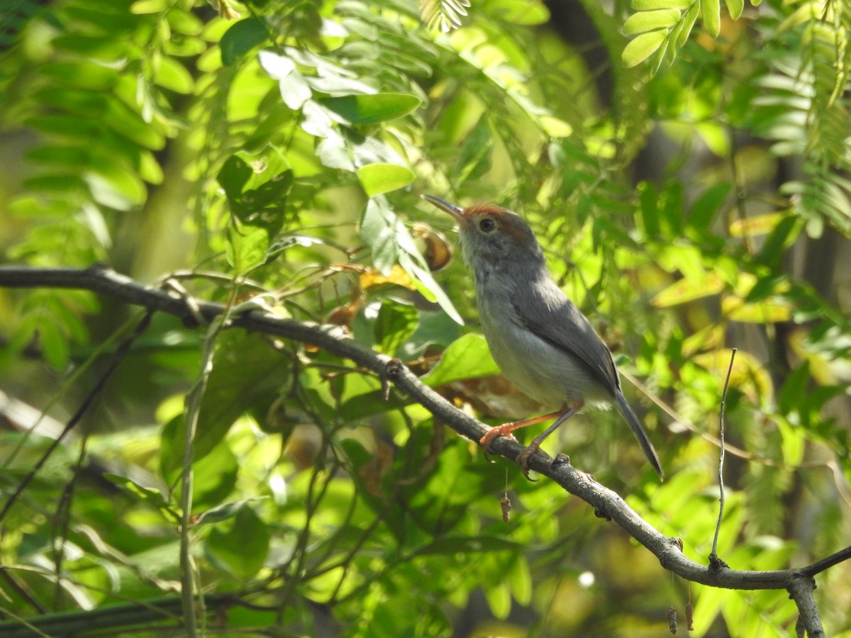 Common Tailorbird - ML643474253