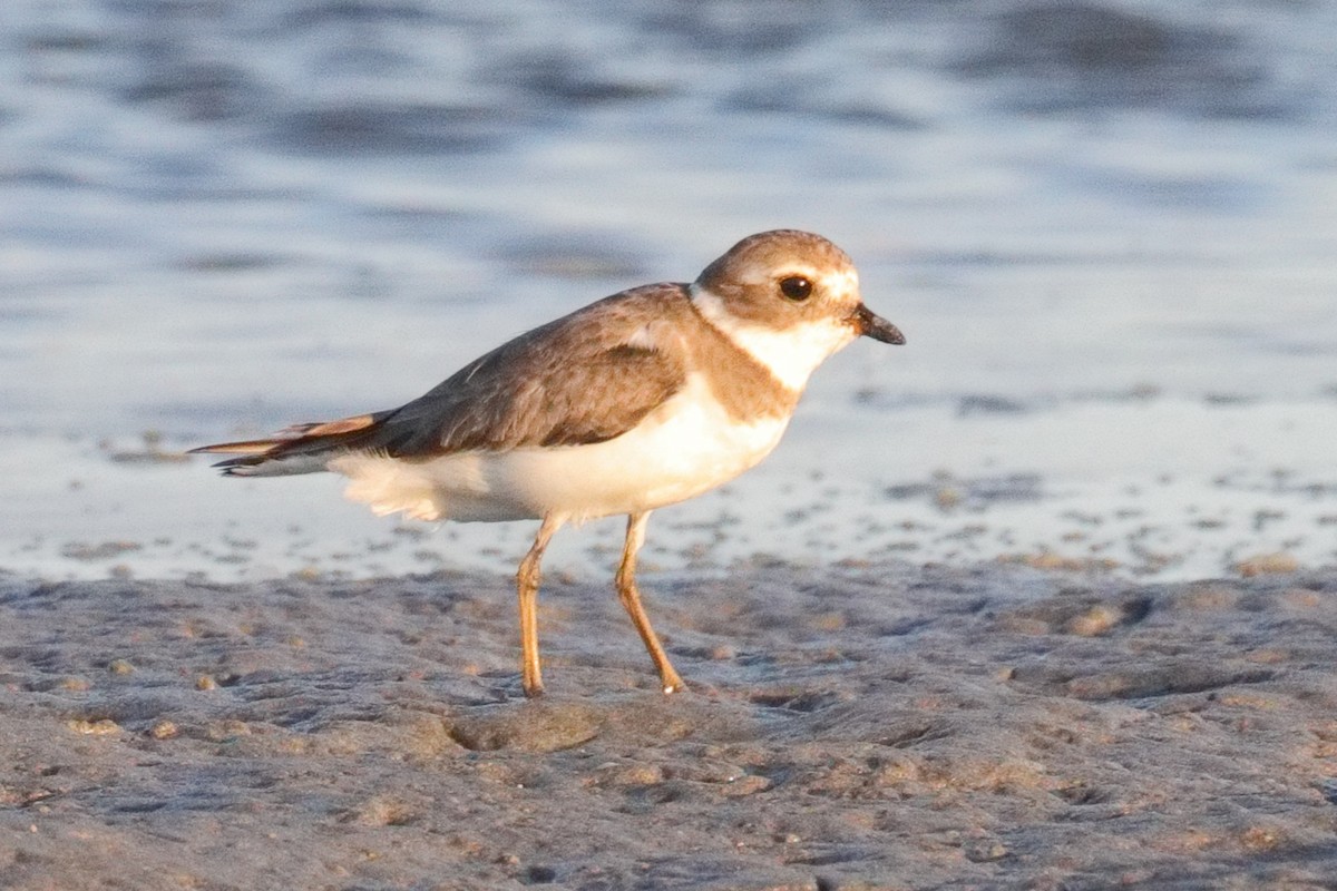 Semipalmated Plover - ML643474255