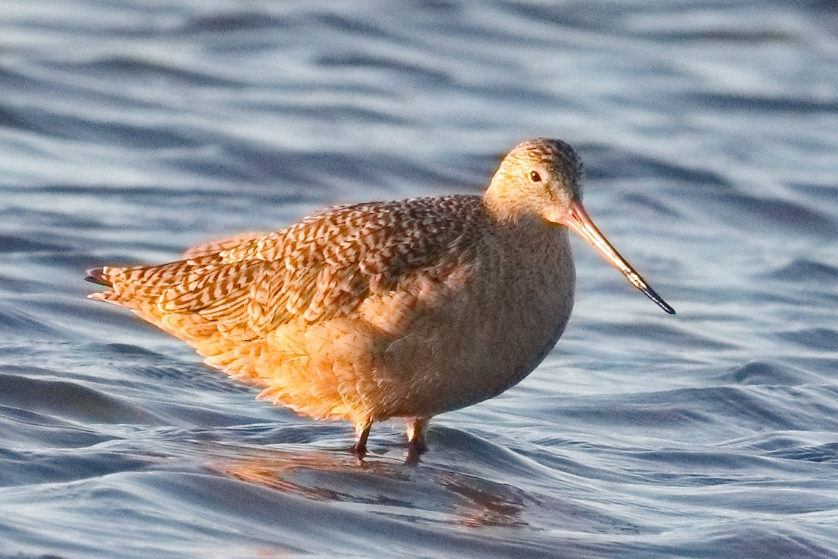 Marbled Godwit - ML643474268