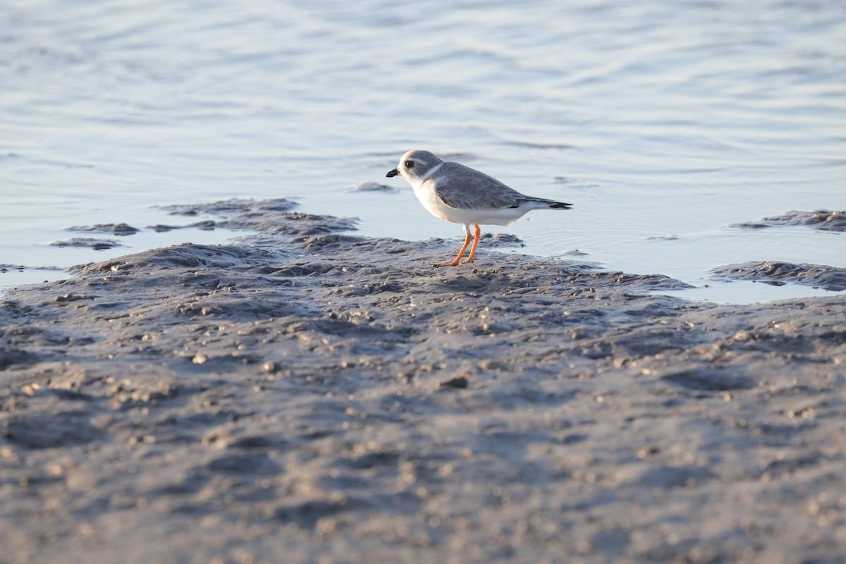 Piping Plover - ML643474276