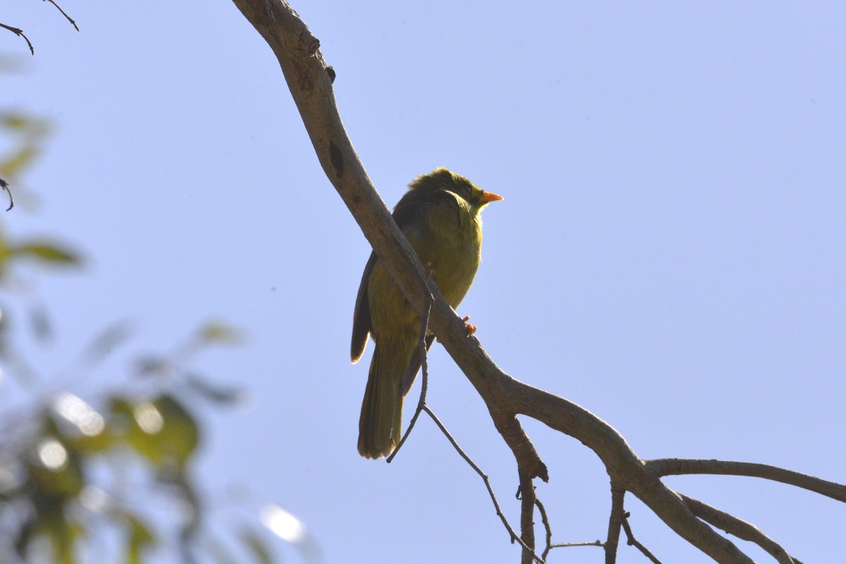 Bell Miner - ML643474280