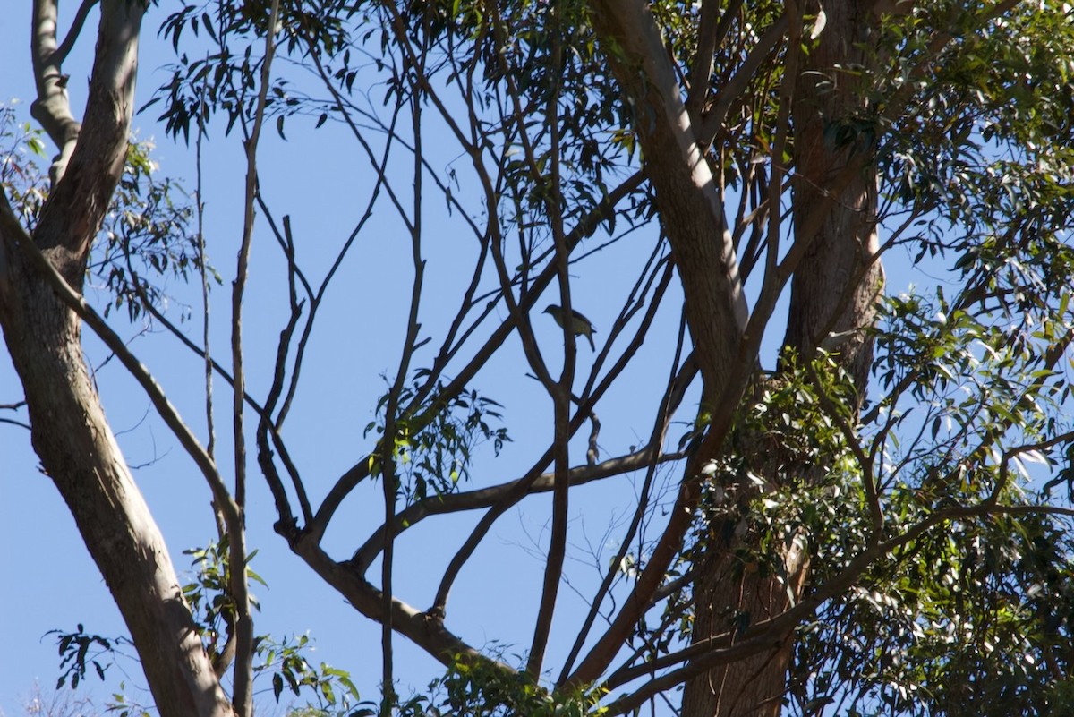 Satin Bowerbird - ML643474287