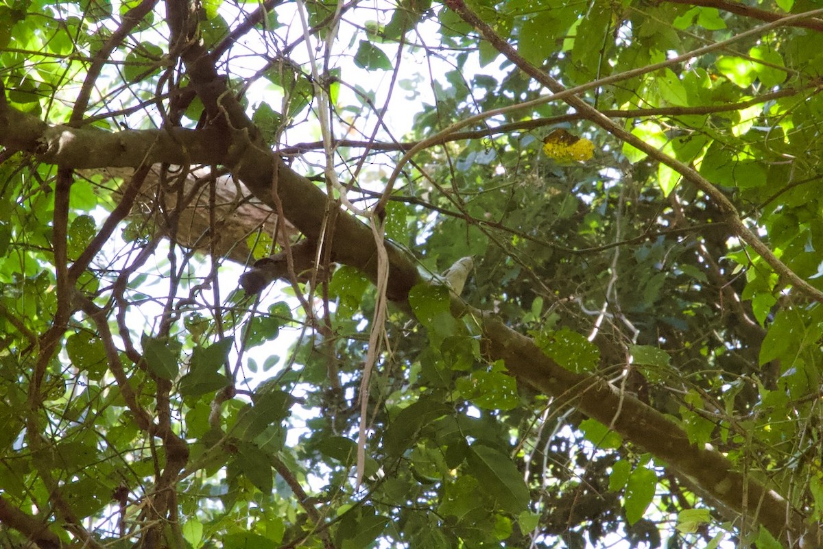 White-throated Treecreeper - ML643474291