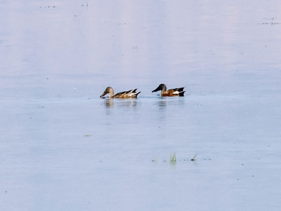 Northern Shoveler - ML643474293