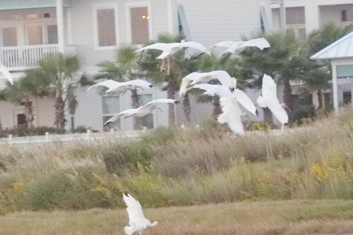White Ibis - ML643474302