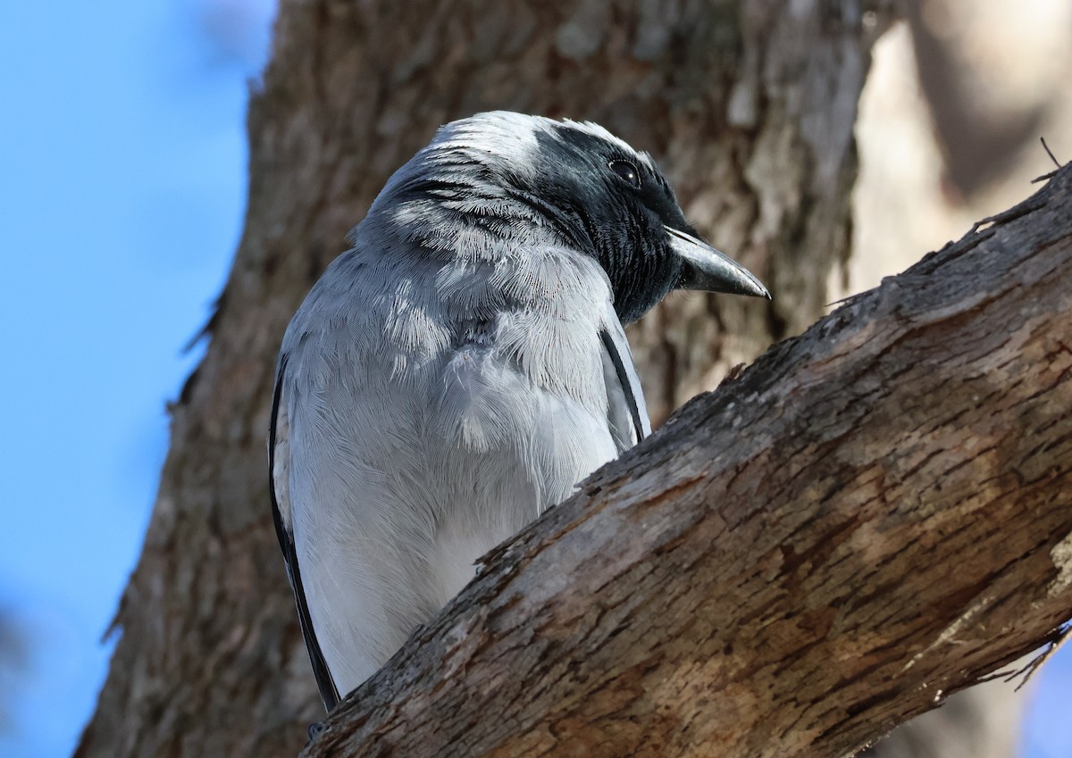 Black-faced Cuckooshrike - ML643474320
