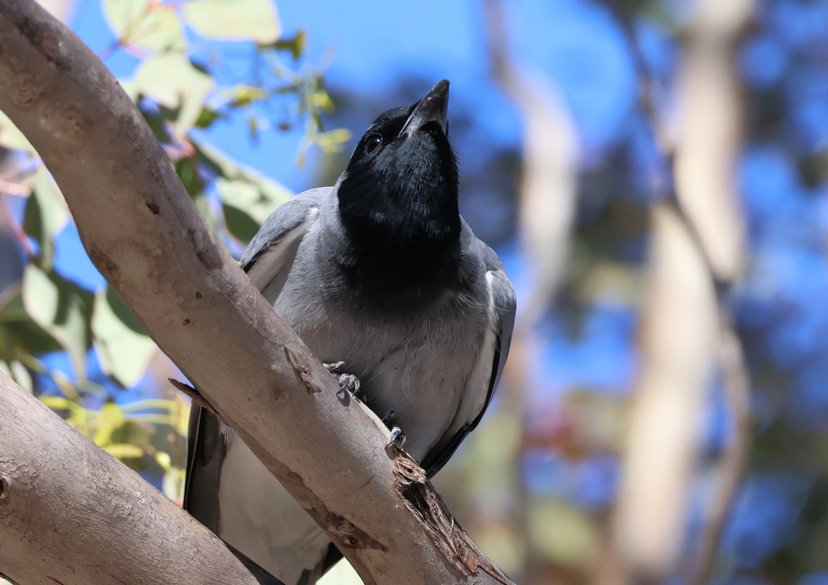 Black-faced Cuckooshrike - ML643474321