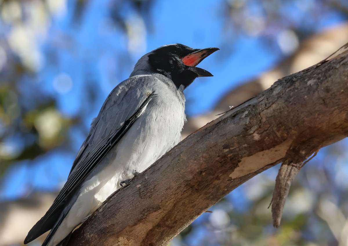 Black-faced Cuckooshrike - ML643474323