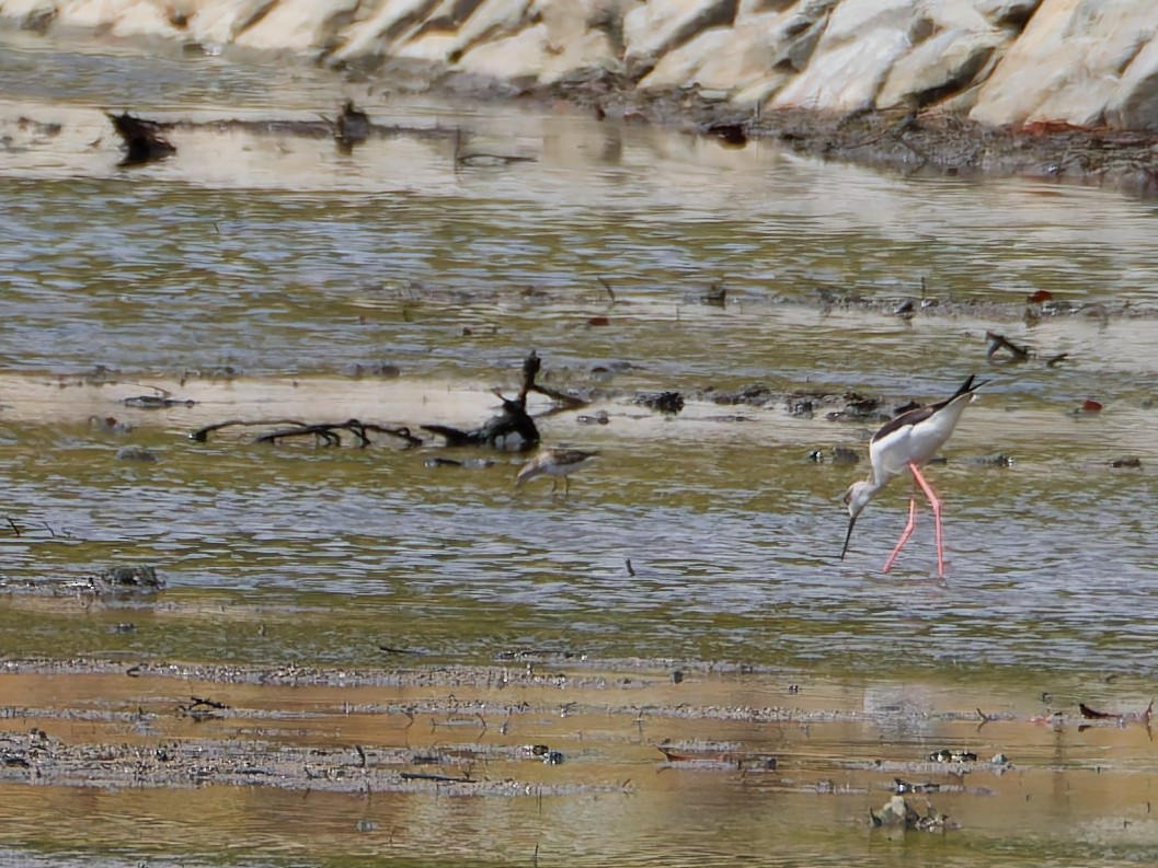 Calidris, unbestimmt - ML643474331