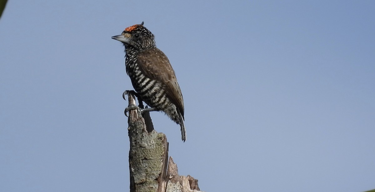 White-barred Piculet (Marajo) - ML643474351