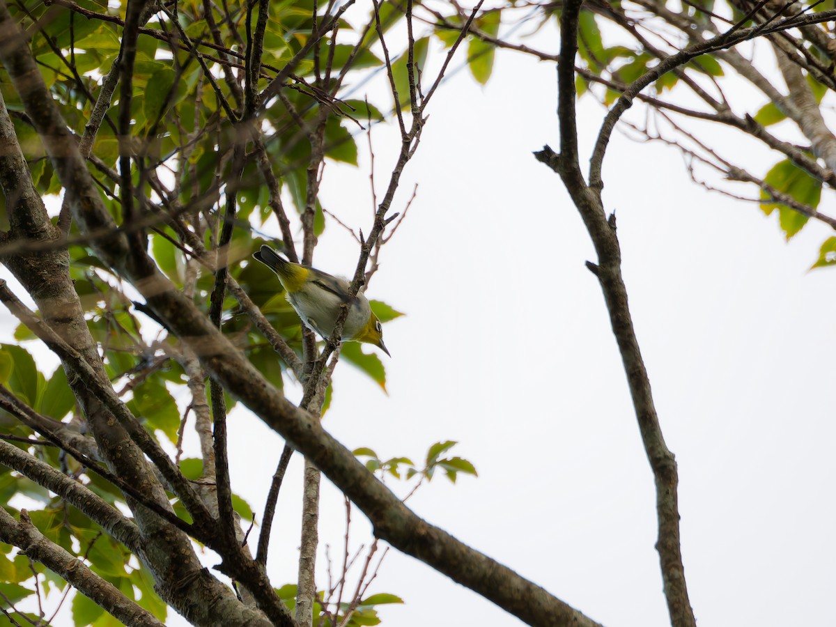 Warbling White-eye - ML643474355