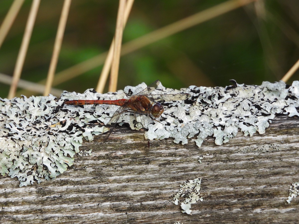 Common Darter - ML643474360