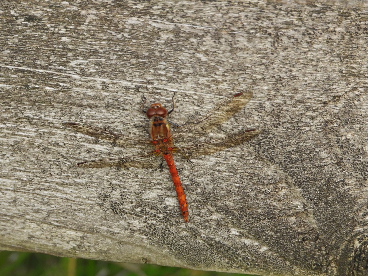 Common Darter - ML643474361