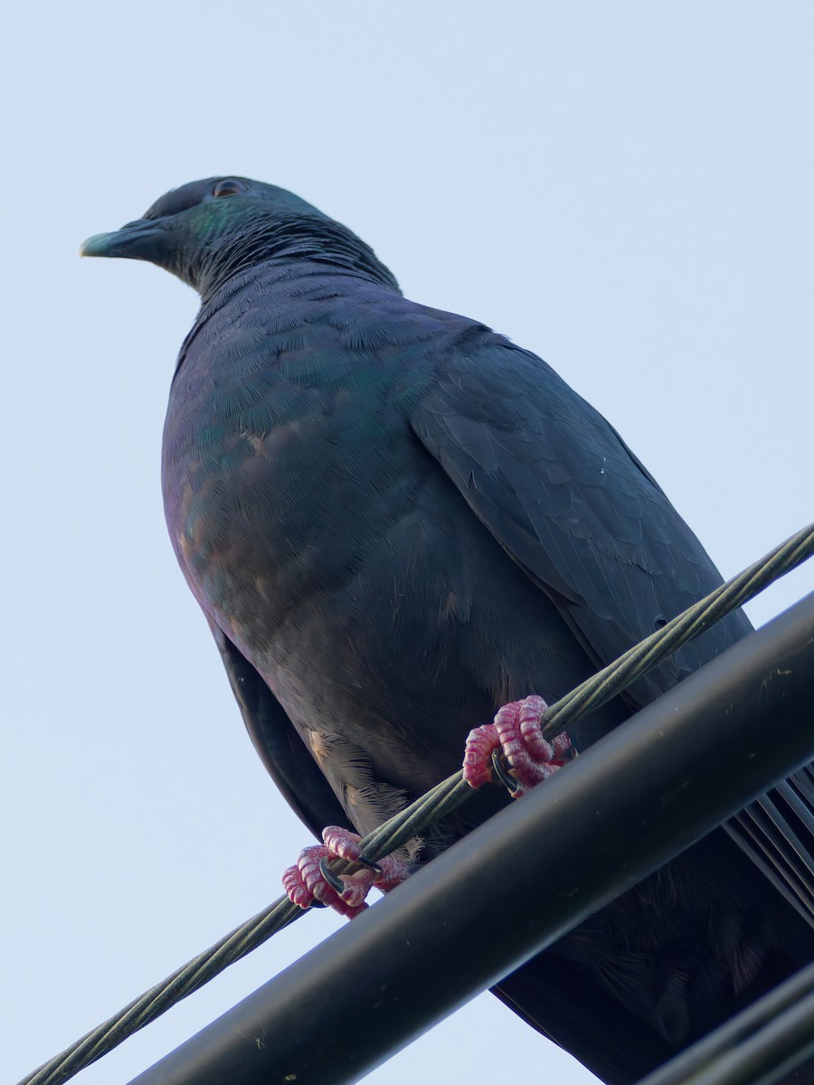 カラスバト - ML643474369