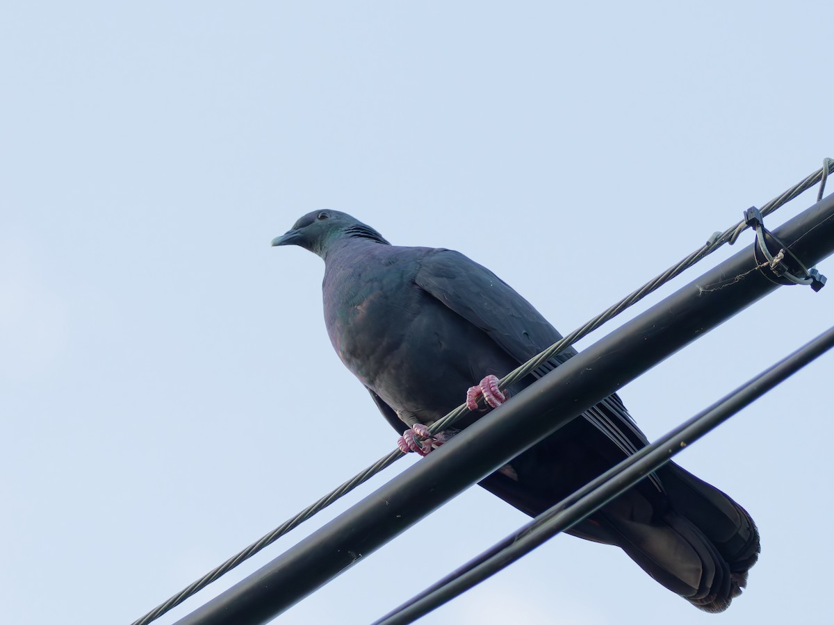 カラスバト - ML643474382