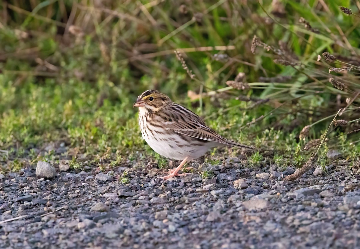Savannah Sparrow - ML643474391