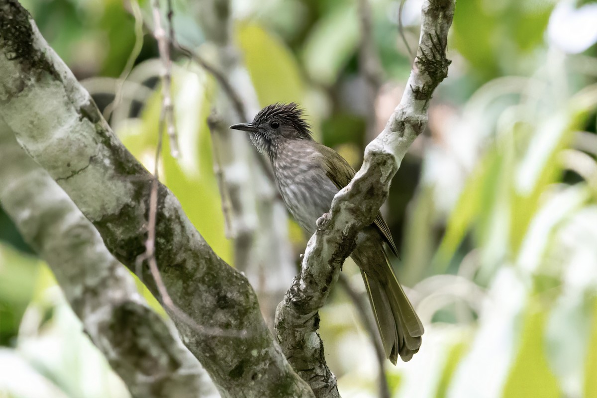 Mountain Bulbul - ML643474398