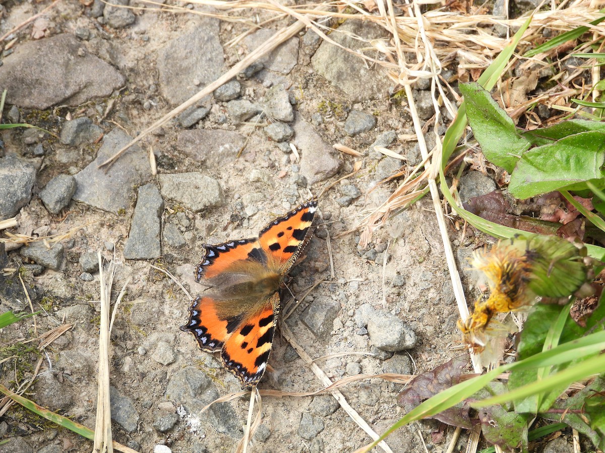 Small Tortoiseshell - ML643474409