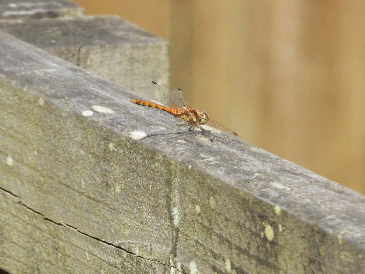 Common Darter - ML643474410