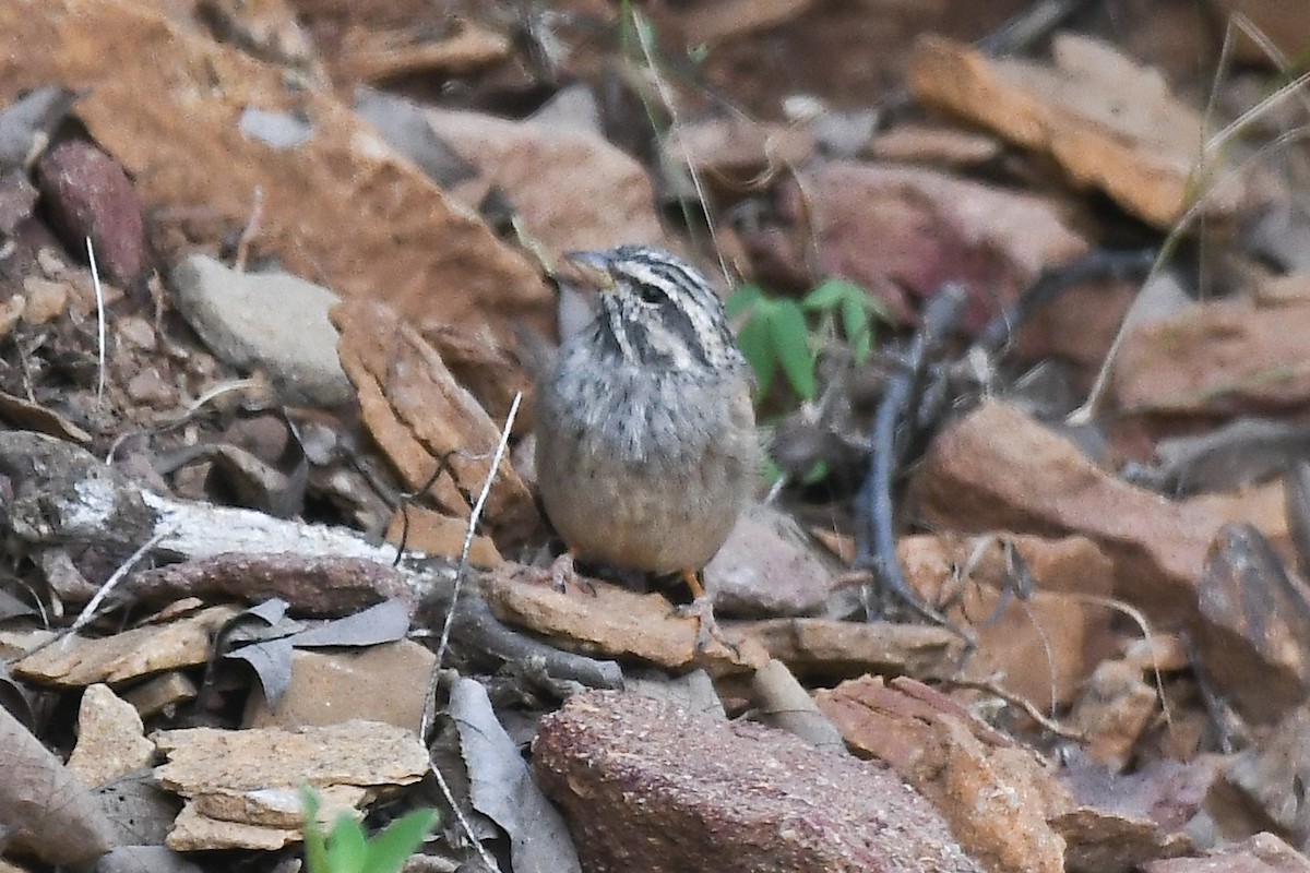 Striolated Bunting - ML643474412