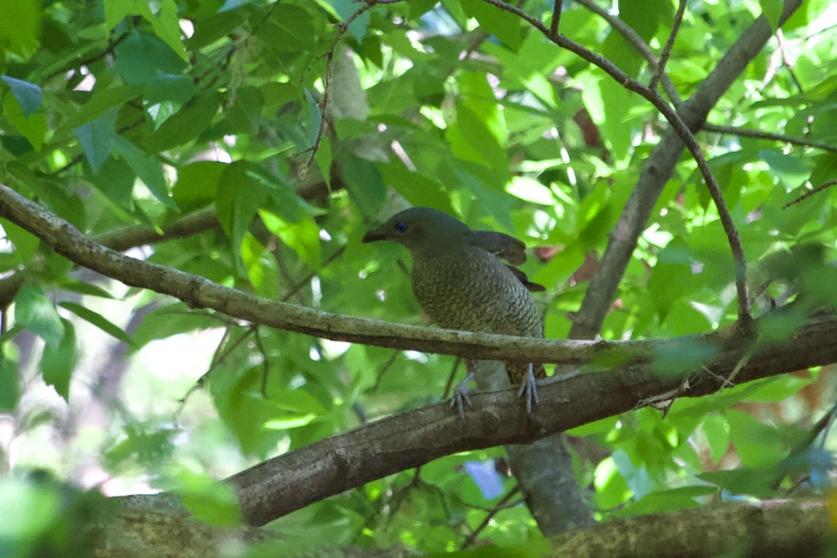 Satin Bowerbird - ML643474418