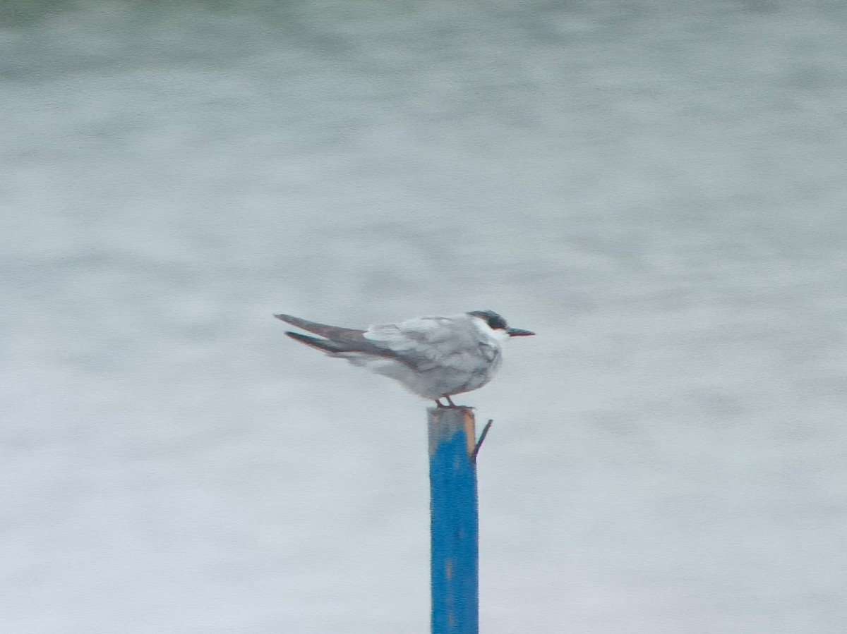 Whiskered Tern - ML643474420