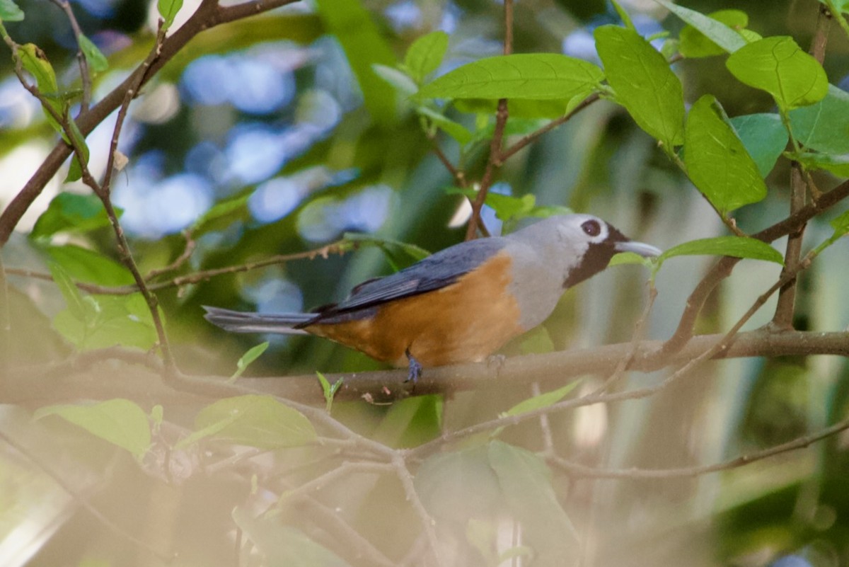Black-faced Monarch - ML643474433
