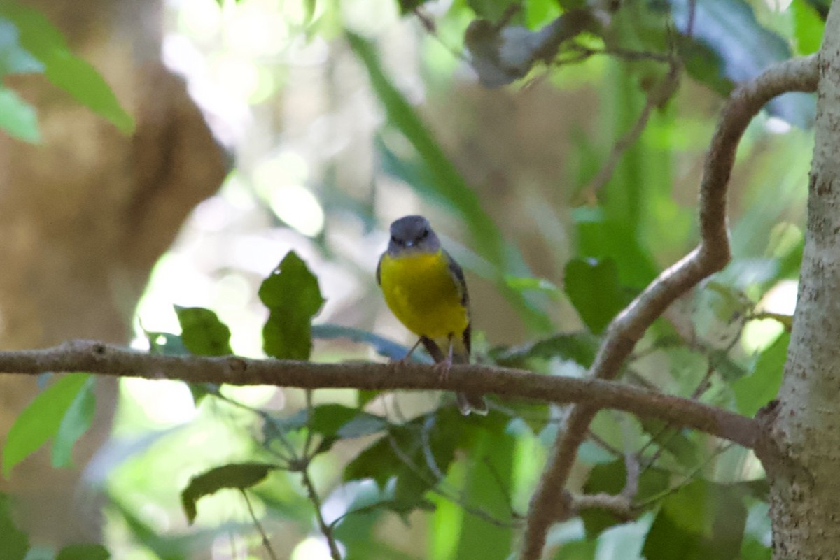 Eastern Yellow Robin - ML643474438