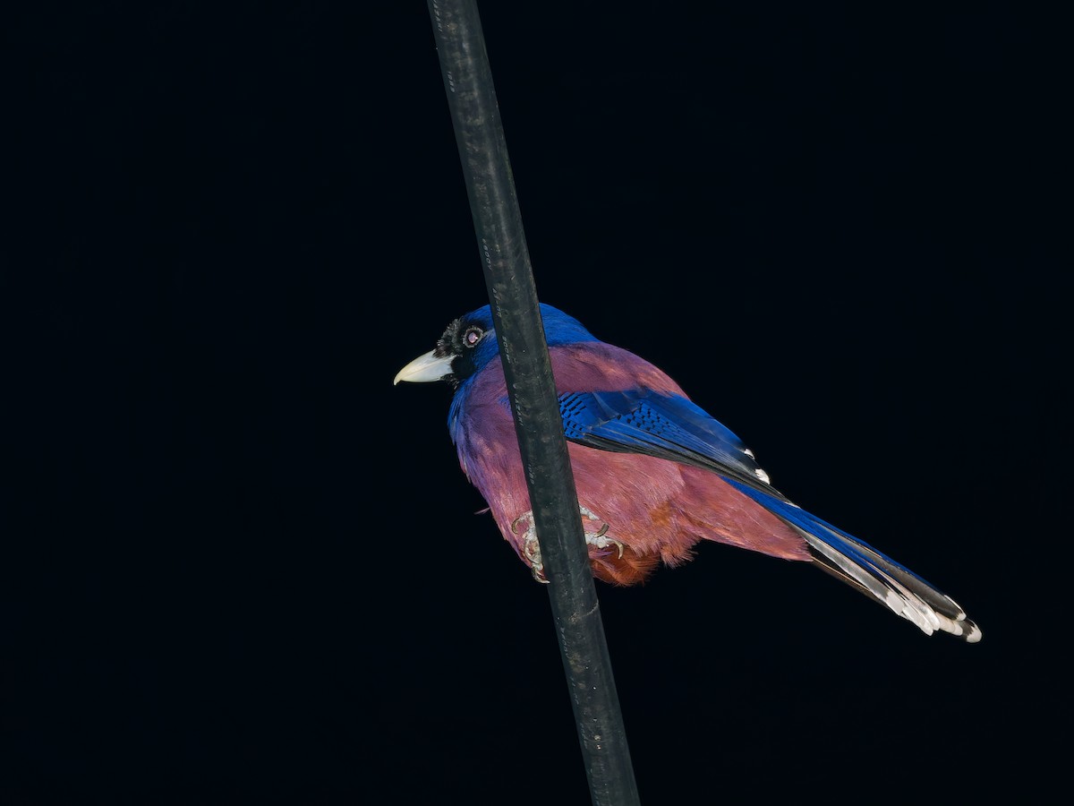 Lidth's Jay - ML643474448